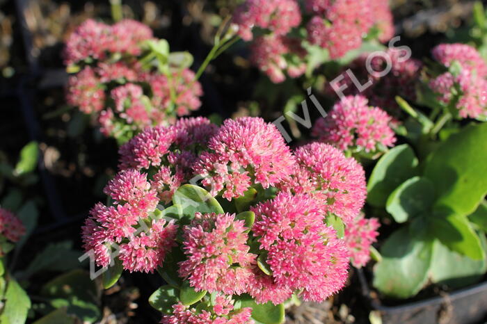 Rozchodník nachový 'Autumn Fire' - Sedum telephium 'Autumn Fire'
