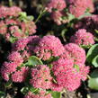 Rozchodník nachový 'Autumn Fire' - Sedum telephium 'Autumn Fire'