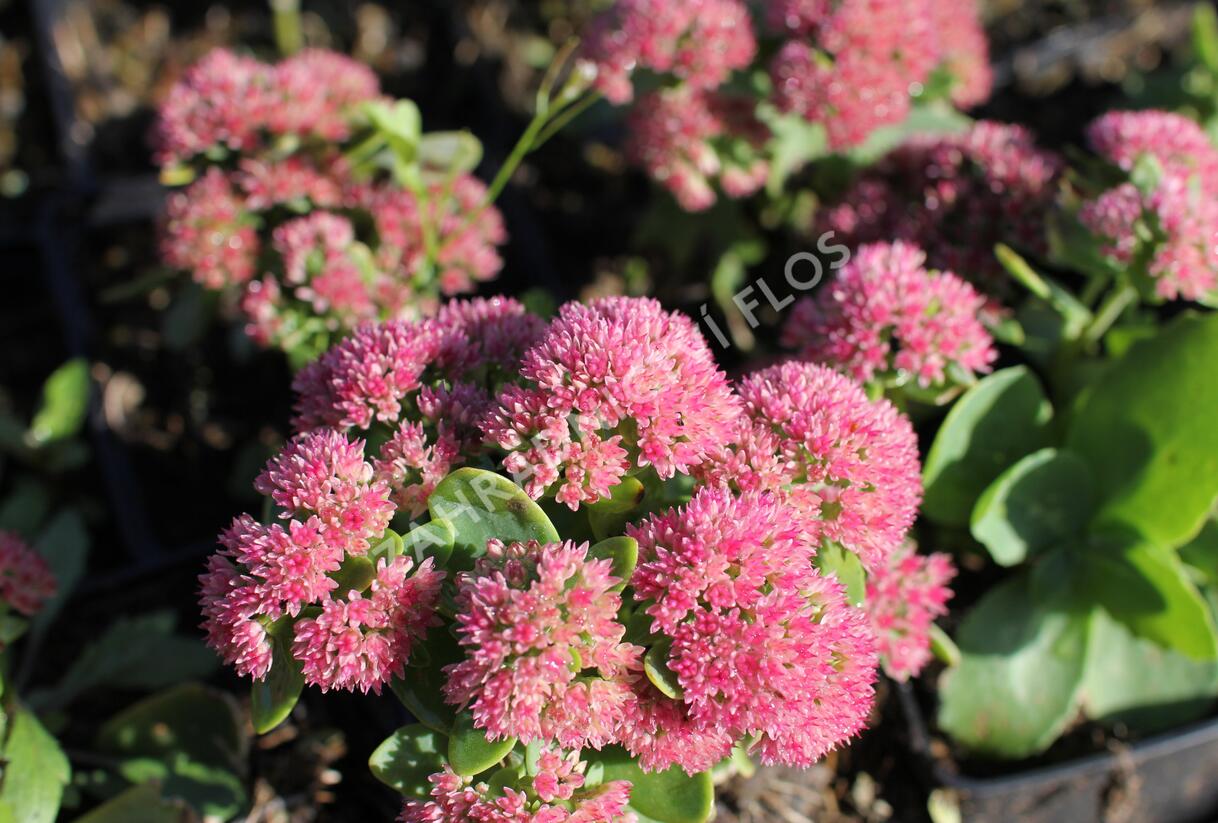 Rozchodník nachový 'Autumn Fire' - Sedum telephium 'Autumn Fire'