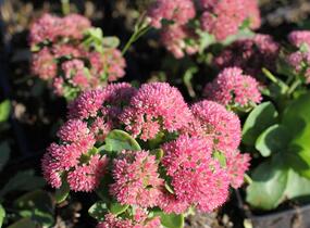 Rozchodník nachový 'Autumn Fire' - Sedum telephium 'Autumn Fire'