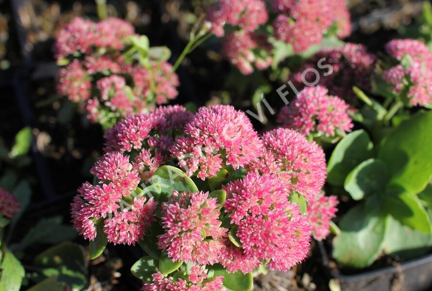 Rozchodník nachový 'Autumn Fire' - Sedum telephium 'Autumn Fire'