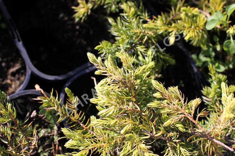 Jalovec pobřežní 'Sunflower - Juniperus conferta 'Sunflower'