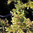 Jalovec pobřežní 'Sunflower - Juniperus conferta 'Sunflower'