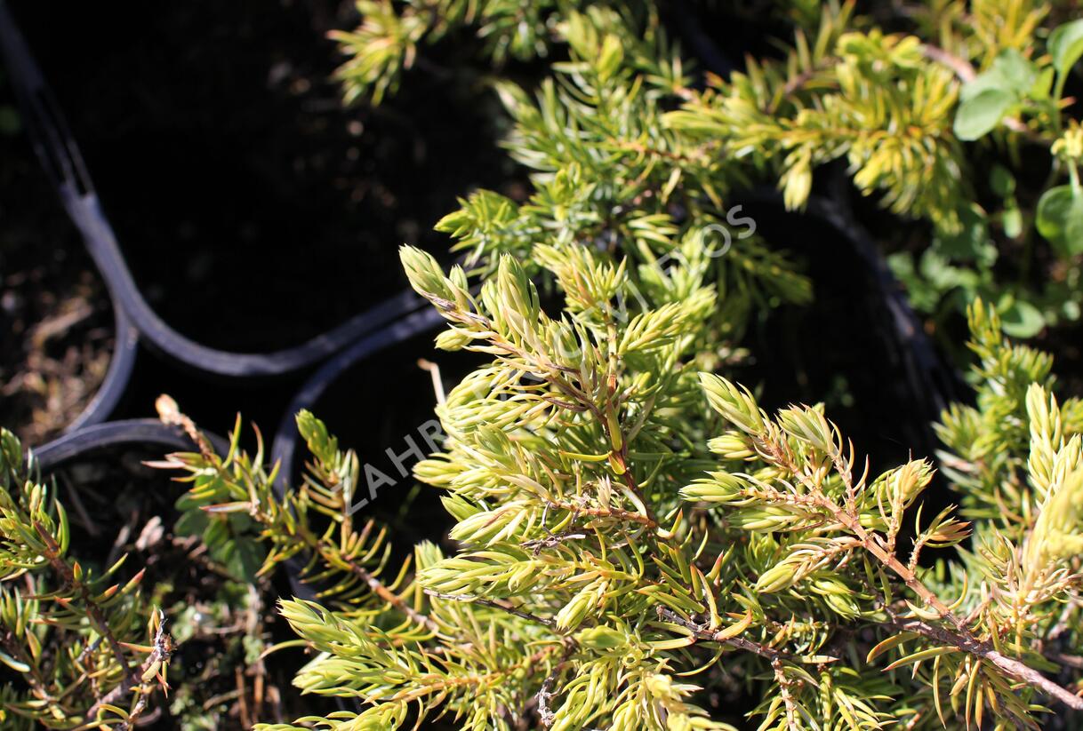 Jalovec pobřežní 'Sunflower - Juniperus conferta 'Sunflower'