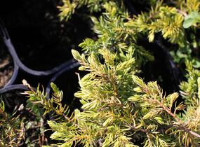 Jalovec pobřežní 'Sunflower - Juniperus conferta 'Sunflower'