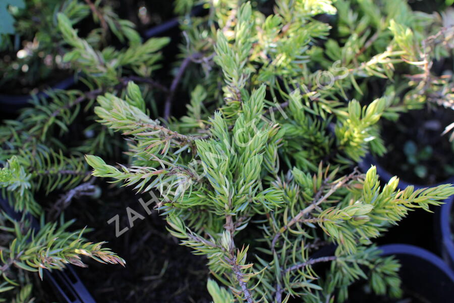 Jalovec pobřežní 'Sunflower - Juniperus conferta 'Sunflower'