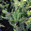 Jalovec pobřežní 'Sunflower - Juniperus conferta 'Sunflower'