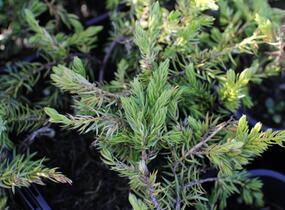 Jalovec pobřežní 'Sunflower - Juniperus conferta 'Sunflower'
