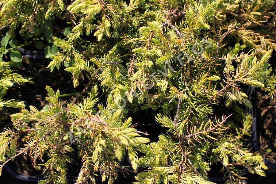 Jalovec pobřežní 'Sunflower - Juniperus conferta 'Sunflower'