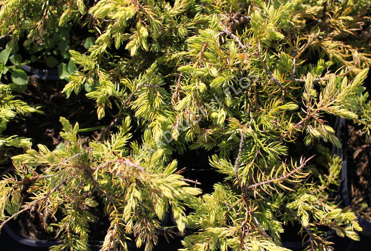 Jalovec pobřežní 'Sunflower - Juniperus conferta 'Sunflower'