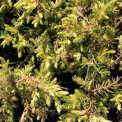 Jalovec pobřežní 'Sunflower - Juniperus conferta 'Sunflower'