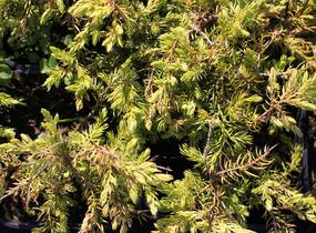 Jalovec pobřežní 'Sunflower - Juniperus conferta 'Sunflower'