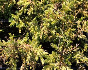 Jalovec pobřežní 'Sunflower