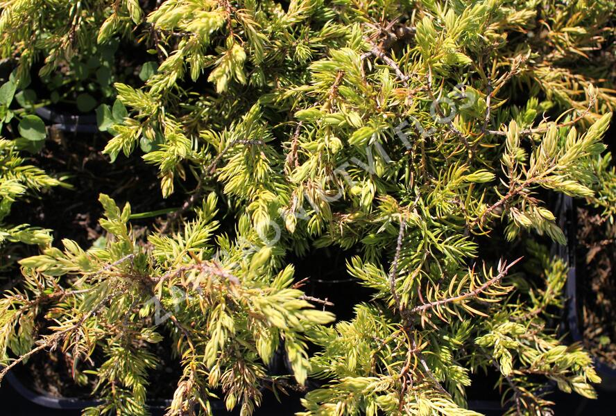 Jalovec pobřežní 'Sunflower - Juniperus conferta 'Sunflower'