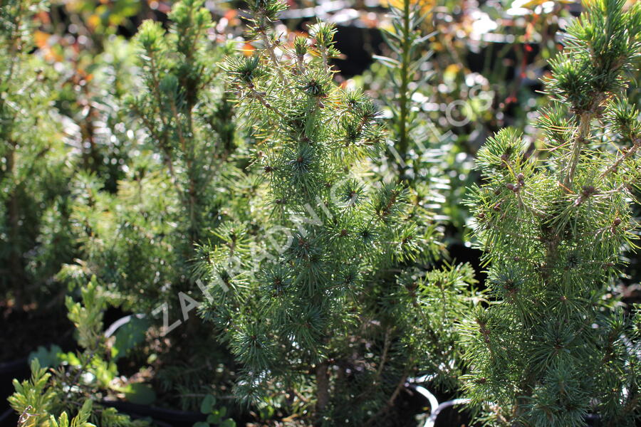 Smrk sivý 'Conica' - Picea glauca 'Conica'