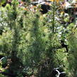 Smrk sivý 'Conica' - Picea glauca 'Conica'