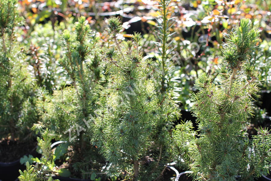 Smrk sivý 'Conica' - Picea glauca 'Conica'
