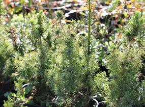 Smrk sivý 'Conica' - Picea glauca 'Conica'