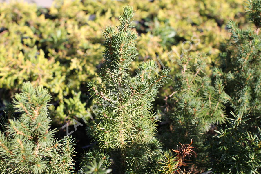 Smrk sivý 'Conica' - Picea glauca 'Conica'