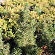 Smrk sivý 'Conica' - Picea glauca 'Conica'
