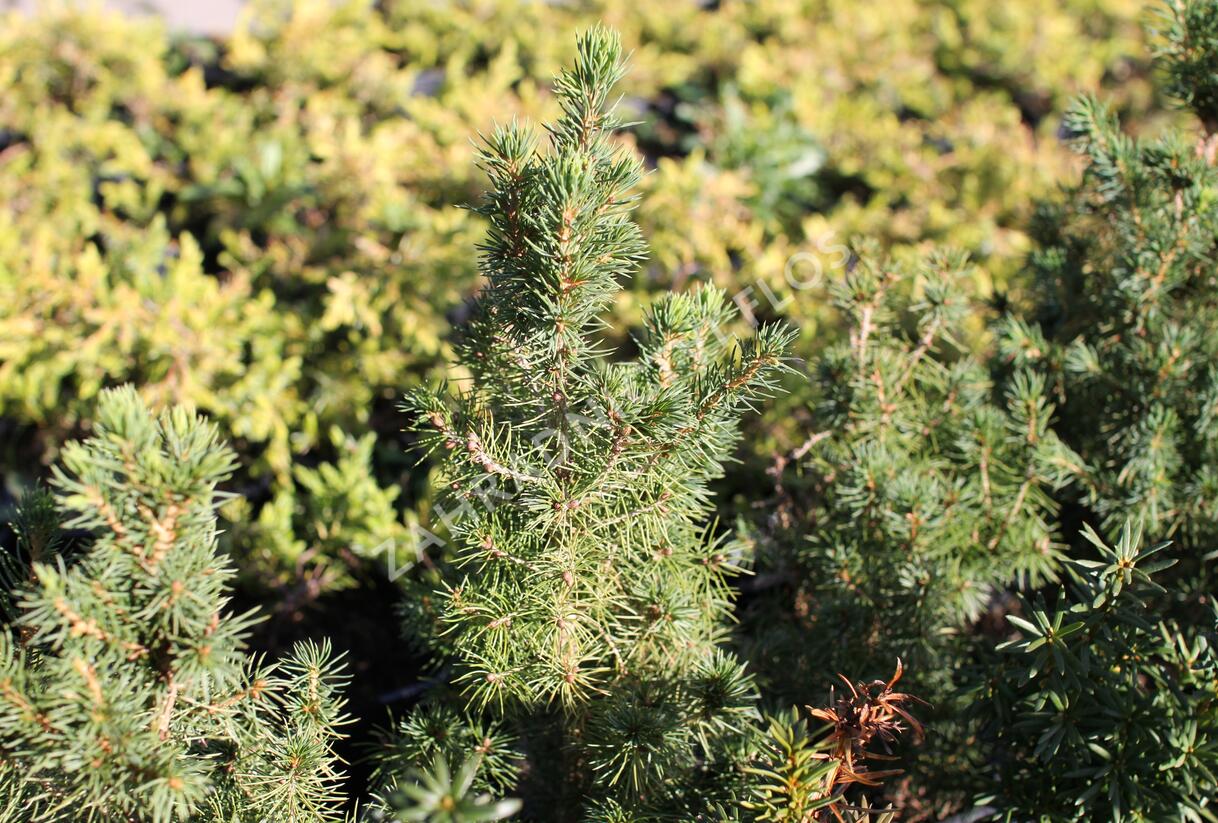 Smrk sivý 'Conica' - Picea glauca 'Conica'