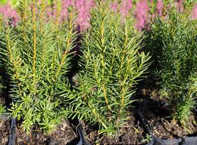 Tis prostřední 'Kazio' - Taxus media 'Kazio'