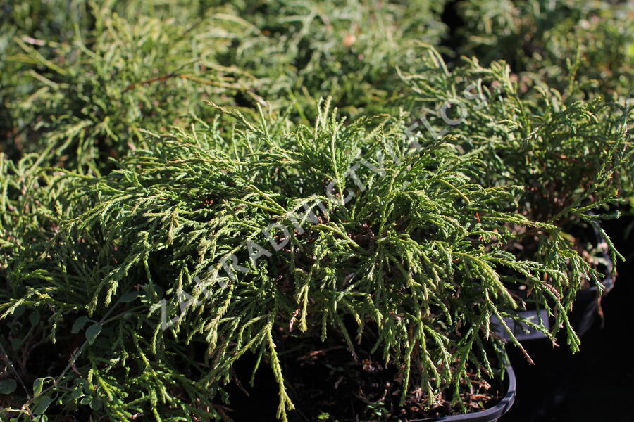 Cypřišek hrachonosný 'Filifera Nana' - Chamaecyparis pisifera 'Filifera Nana'