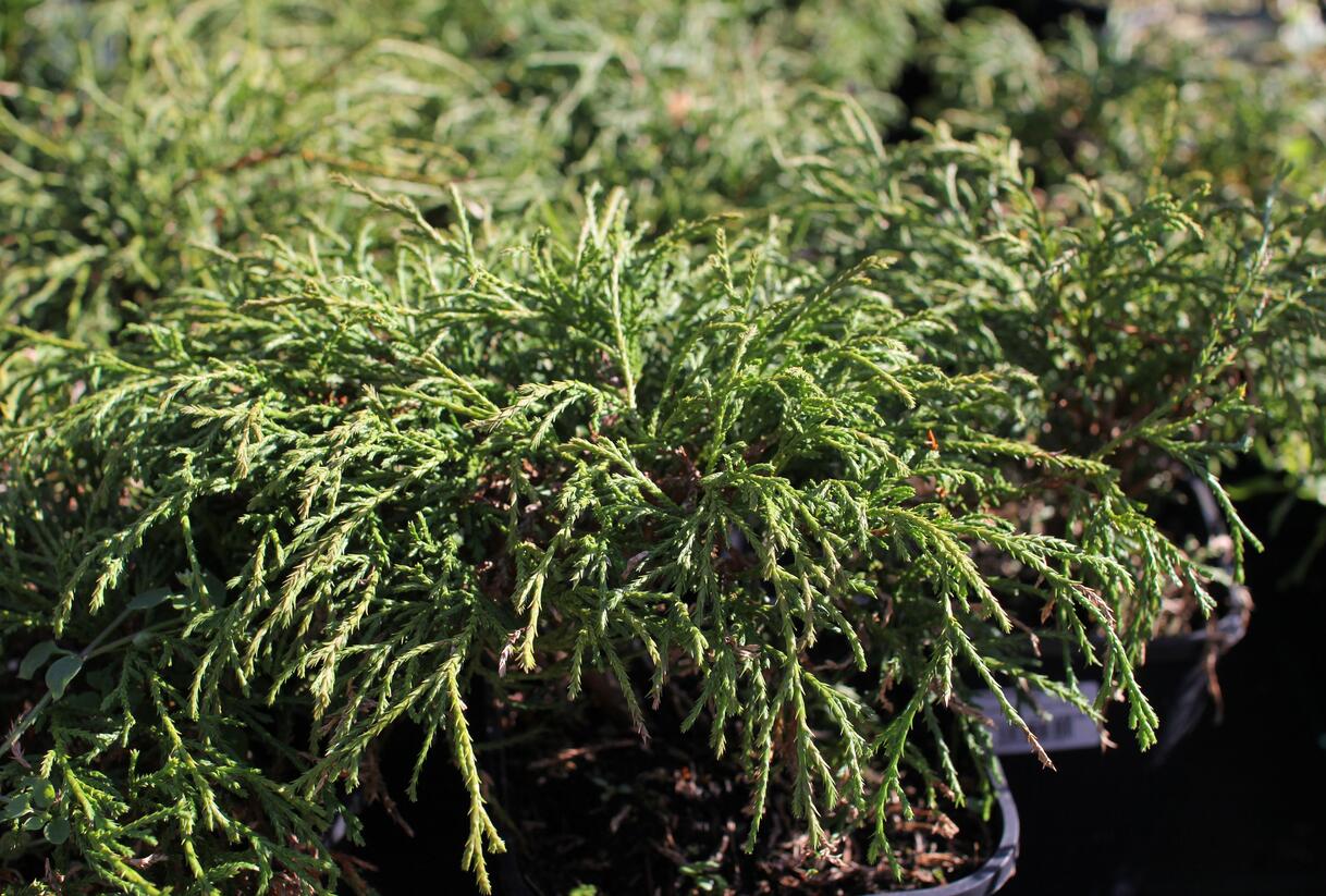 Cypřišek hrachonosný 'Filifera Nana' - Chamaecyparis pisifera 'Filifera Nana'