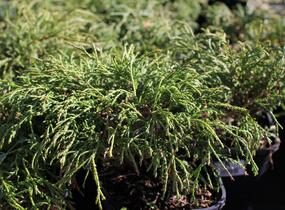 Cypřišek hrachonosný 'Filifera Nana' - Chamaecyparis pisifera 'Filifera Nana'