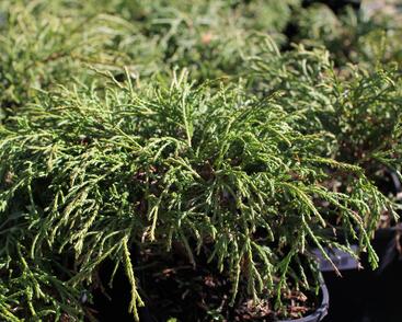 Cypřišek hrachonosný 'Filifera Nana'