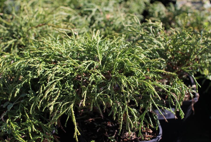 Cypřišek hrachonosný 'Filifera Nana' - Chamaecyparis pisifera 'Filifera Nana'