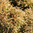 Zerav, túje západní 'Golden Tuffet' - Thuja occidentalis 'Golden Tuffet'