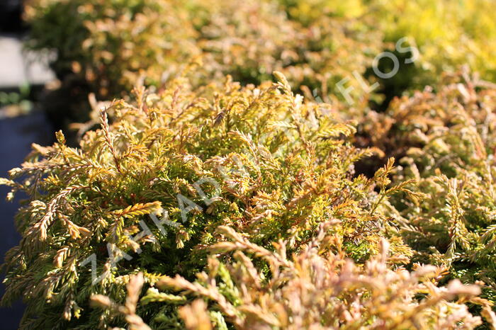 Zerav, túje západní 'Golden Tuffet' - Thuja occidentalis 'Golden Tuffet'