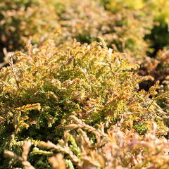 Zerav, túje západní 'Golden Tuffet' - Thuja occidentalis 'Golden Tuffet'