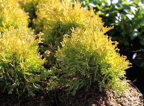 Túje, zerav západní 'Golden Anne' - Thuja occidentalis 'Golden Anne'
