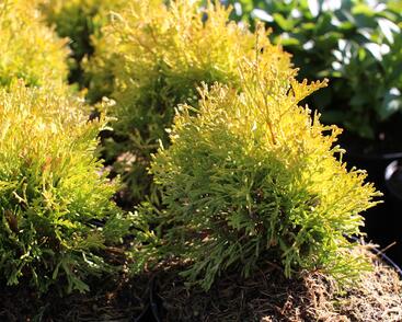 Túje, zerav západní 'Golden Anne'