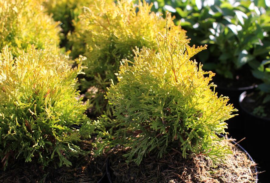 Túje, zerav západní 'Golden Anne' - Thuja occidentalis 'Golden Anne'