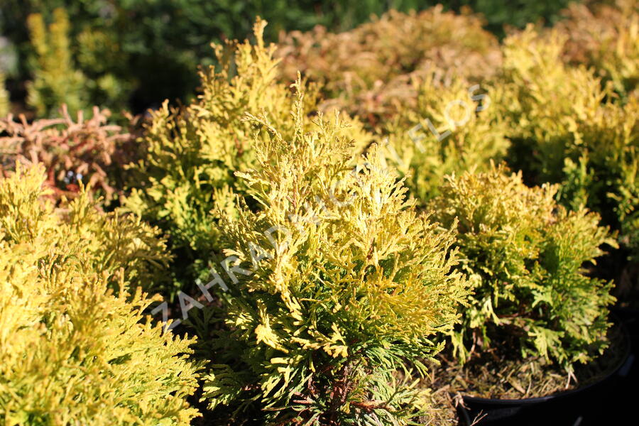 Zerav, túje západní 'Golden Anne' - Thuja occidentalis 'Golden Anne'