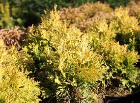 Túje, zerav západní 'Golden Anne' - Thuja occidentalis 'Golden Anne'