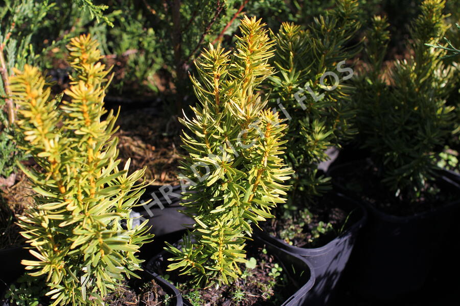 Tis červený 'David' - Taxus baccata 'David'