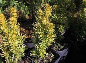 Tis červený 'David' - Taxus baccata 'David'