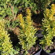 Tis červený 'David' - Taxus baccata 'David'