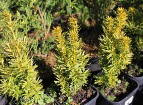 Tis červený 'David' - Taxus baccata 'David'