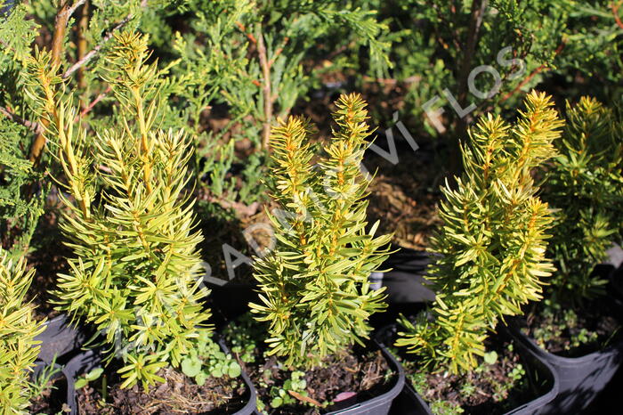 Tis červený 'David' - Taxus baccata 'David'