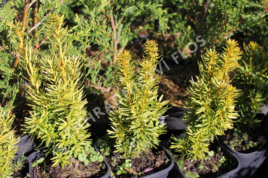 Tis červený 'David' - Taxus baccata 'David'