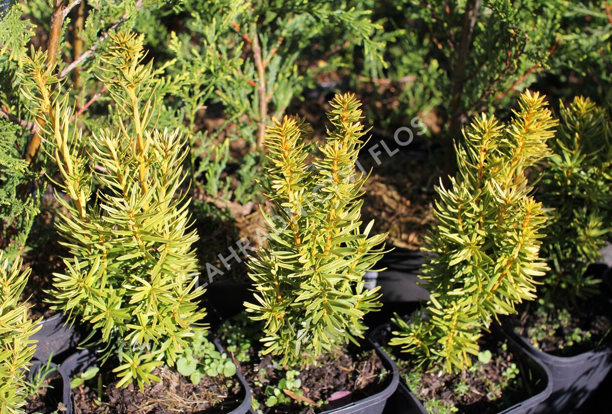 Tis červený 'David' - Taxus baccata 'David'