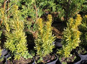 Tis červený 'David' - Taxus baccata 'David'