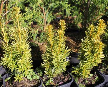 Tis červený 'David'