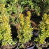 Taxus baccata 'David'.JPG