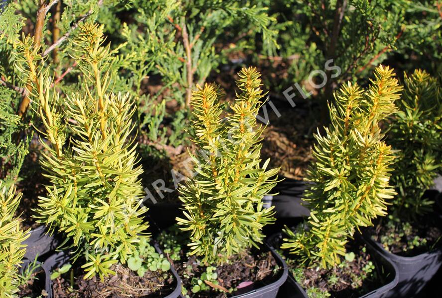 Tis červený 'David' - Taxus baccata 'David'